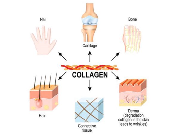 Collagen là gì, Collagen có tác dụng gì?